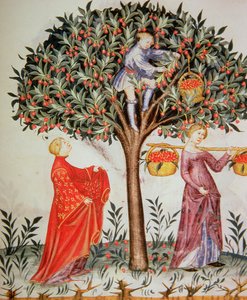 Nova 2644 fol.12r Tacuinum Sanitatis Codex Vindobonensis