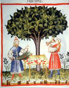 Nova 2644 fol.14r Hindistan cevizi Toplama, Tacuinum Sanitatis