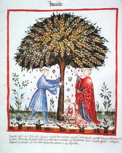 Nova 2644 fol.15v Hünnap Toplama, Tacuinum Sanitatis Code Vindobonensis