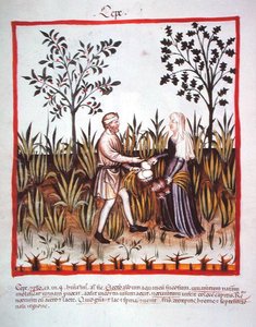 Nova 2644 fol.25v Soğan Hasat, Tacuinum Sanitatis Code Vindobonensis