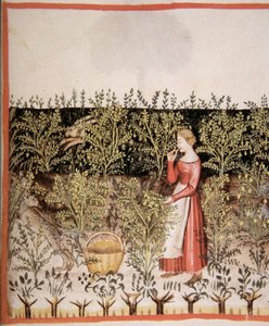 Nova 2644 fol.49 r Nohut Toplama by Italian School
