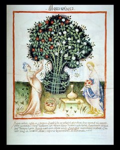 Nova 2644 fol.93r Gül Suyu, Tacuinum Sanitatis Viyana Kanunu