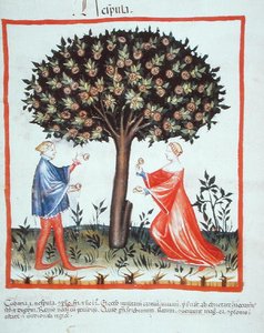 Nove 2644 fol.10v Ceviz Toplama, Tacuinum