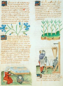 Dioscorides Pedanius'un Tractatus de Herbis'inden bir sayfa by Italian School