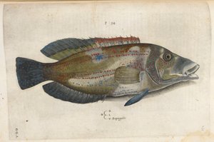 Papagallo (Nematistius pectorialis), Ippolito Salviani