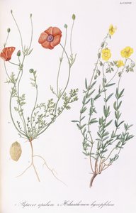 Papaver apulum ve Helianthemum hyssopifolum, 1811-1838 by Italian School