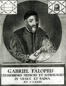 Gabriel Fallopius