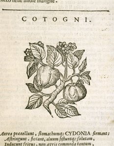 Ayva (Cydonia oblonga), Castore Durante tarafından gravür by Italian School