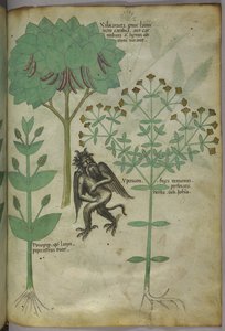 Sloane 4016 f.103 Bitkilerin minyatürü ve bir iblis: sözde iblisleri kovduğu varsayılan bitki Ypericon, 