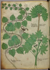 Sloane 4016 f.3v Botanik İllüstrasyon, c.1440 (parşömen) by Italian School