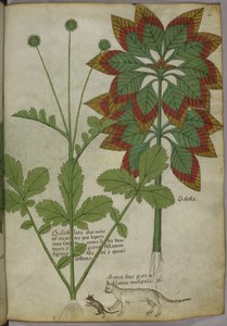 Sloane 4016 f.40 Bitkiler, from 