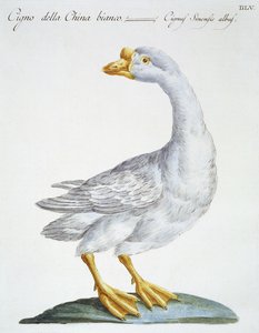 Swan, c.1767-76 (el renkli gravür) by Italian School