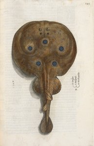 Torpido balığı, Ippolito Salviani