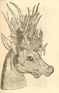 Aldrovandis Canavarlar Tarihinden Capreolus Polyceros