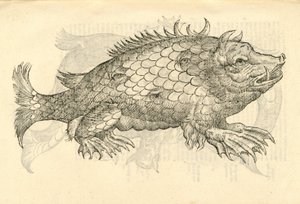 Aldrovandis Canavarlar Tarihinden Monstrosus Sur marinus