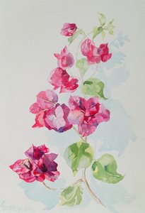 No.2 Begonvil Kırmızısı (wc) by Izabella Godlewska de Aranda