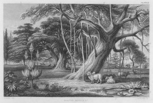 Banyan, Boabob vb (renkli gravür)
