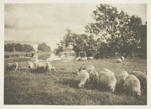 Bir Koyun Çalışması by J. B. B. Wellington