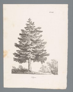 gümüş köknar Sapin (nesne üzerindeki başlık) Ağaç çalışmaları (dizi adı) Etudes d