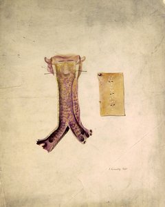 Trakea Çalışması (kağıt üzerine sulu boya) by J. Counolly
