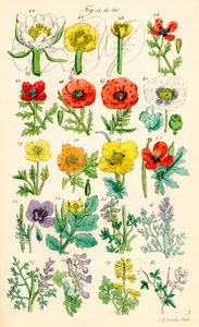 J. E. Sowerby ve C. P. Johnson