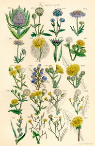 J. E. Sowerby ve C. P. Johnson