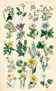 J. E. Sowerby ve C. P. Johnson