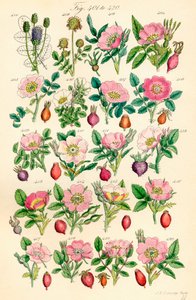 J. E. Sowerby ve C. P. Johnson