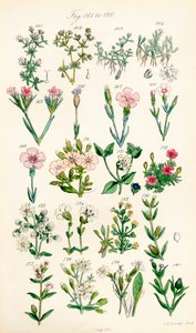 J. E. Sowerby ve C. P. Johnson