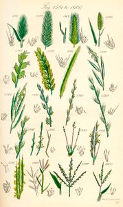 J. E. Sowerby ve C. P. Johnson