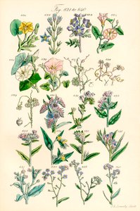 J. E. Sowerby ve C. P. Johnson