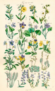 J. E. Sowerby ve C. P. Johnson