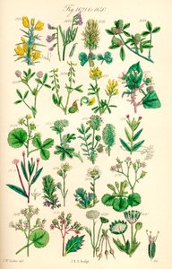 J. E. Sowerby ve C. P. Johnson