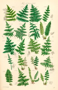 J. E. Sowerby ve C. P. Johnson