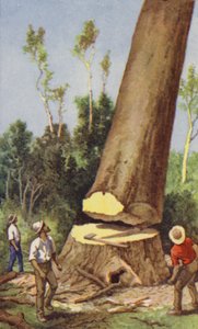 Kauri çamı kesmek (renkli taş) by J. Macfarlane