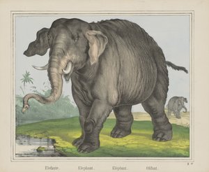 Fil. / Fil. / Fil. / Olifant (nesne üzerindeki başlık) by J. Scotti