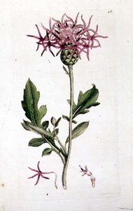 Great Knapweed, "English Botany" pub