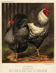 Amerikan Wyandotte tavukları