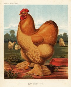 devetüyü horoz by J. W. (after) Ludlow