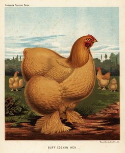 devetüyü tavuğu by J. W. (after) Ludlow