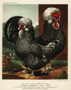 Houdan veya Poule de Houdan horoz ve tavuk