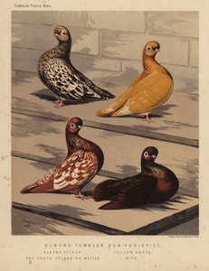 Güvercinler: Badem Bardak Alt Çeşitleri, Badem Sıçrama, Sarı Akik, Kırmızı Akik Sıçrama veya Benek, Uçurtma (renkli taş) by J. W. (after) Ludlow