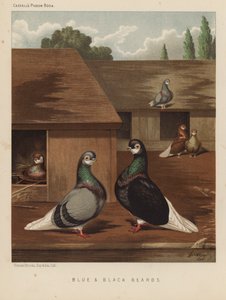 Güvercinler: Mavi ve Siyah Sakallar (renkli taş) by J. W. (after) Ludlow