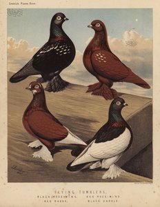 Güvercinler: Uçan Bardaklar, Kara Gül Kanadı, Kırmızı Gül Kanadı, Kırmızı Rozet, Kara Eyer (renkli lito) by J. W. (after) Ludlow