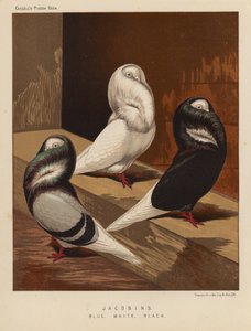 Güvercinler: Jakobenler, Mavi, Beyaz, Siyah (renkli taş)