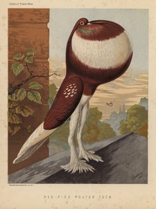 Güvercinler: Red-Pied Pouter Cock (renkli taş) by J. W. (after) Ludlow