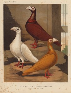 Güvercinler: Kırmızı, Beyaz ve Sarı Ejderhalar, London Fancy (renkli taş) by J. W. (after) Ludlow
