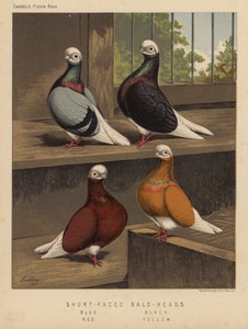 Güvercinler: Kısa Yüzlü Kel Kafalar, Mavi, Siyah, Kırmızı, Sarı (renkli taş) by J. W. (after) Ludlow