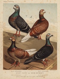 Güvercinler: Kısa Yüzlü veya Gösteri Anvers, Mavi Kareli, Kırmızı Kareli; Uzun Yüzlü veya Uçan Antwerps, Kırmızı Kareli, Mavi Kareli (renkli lito) by J. W. (after) Ludlow