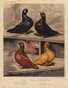 Güvercinler: Kısa Yüzlü Bardaklar, Siyah Benekli, Siyah, Kırmızı Benekli, Sarı Benekli (renkli lito) by J. W. (after) Ludlow
